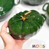 Nồi gang cà chua Moos mini 16cm